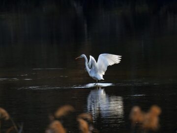 Inflation Drops: What It Means for Your Wallet This Fall